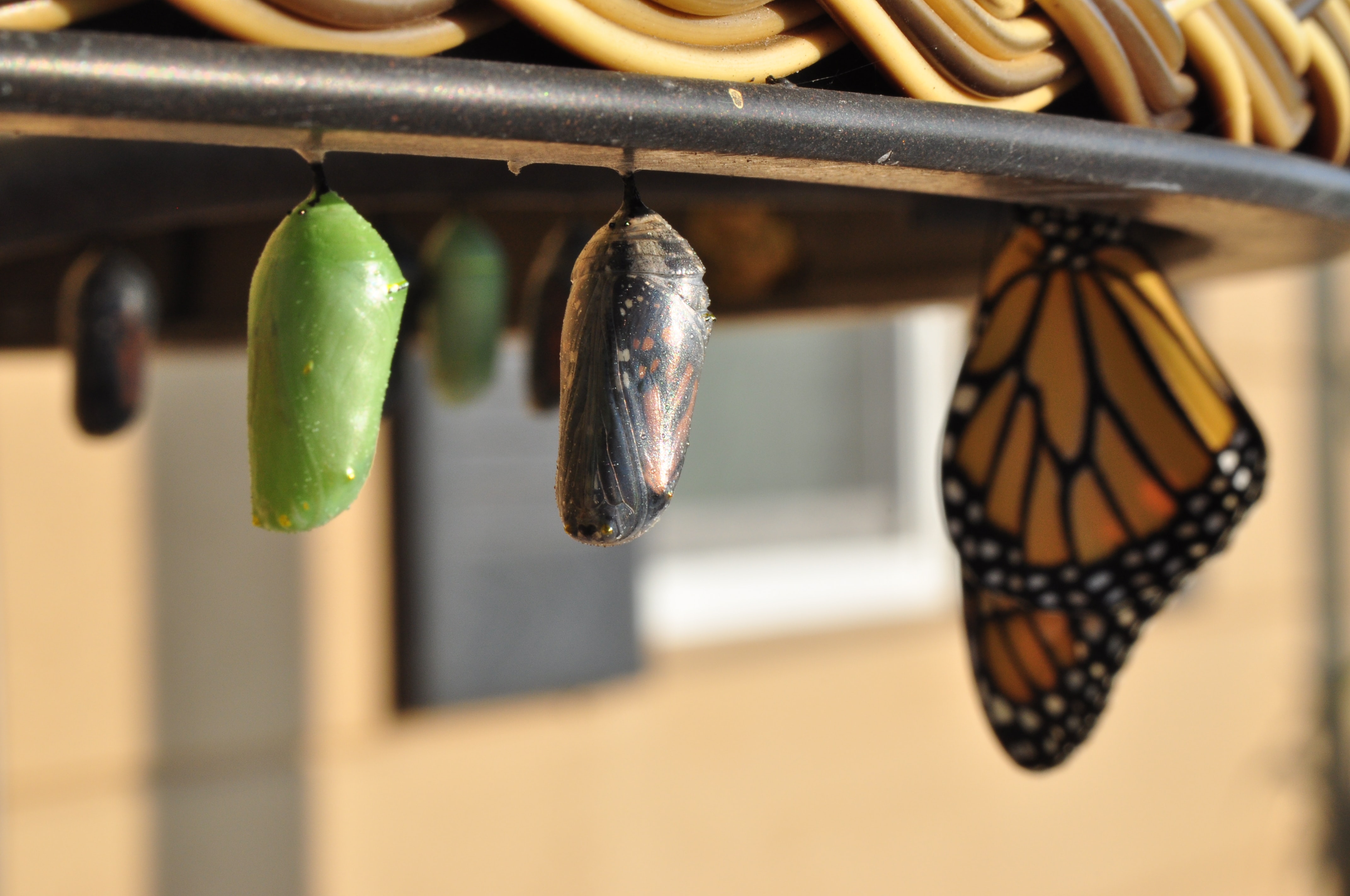 butterfly life cycle to represent post-lockdown life