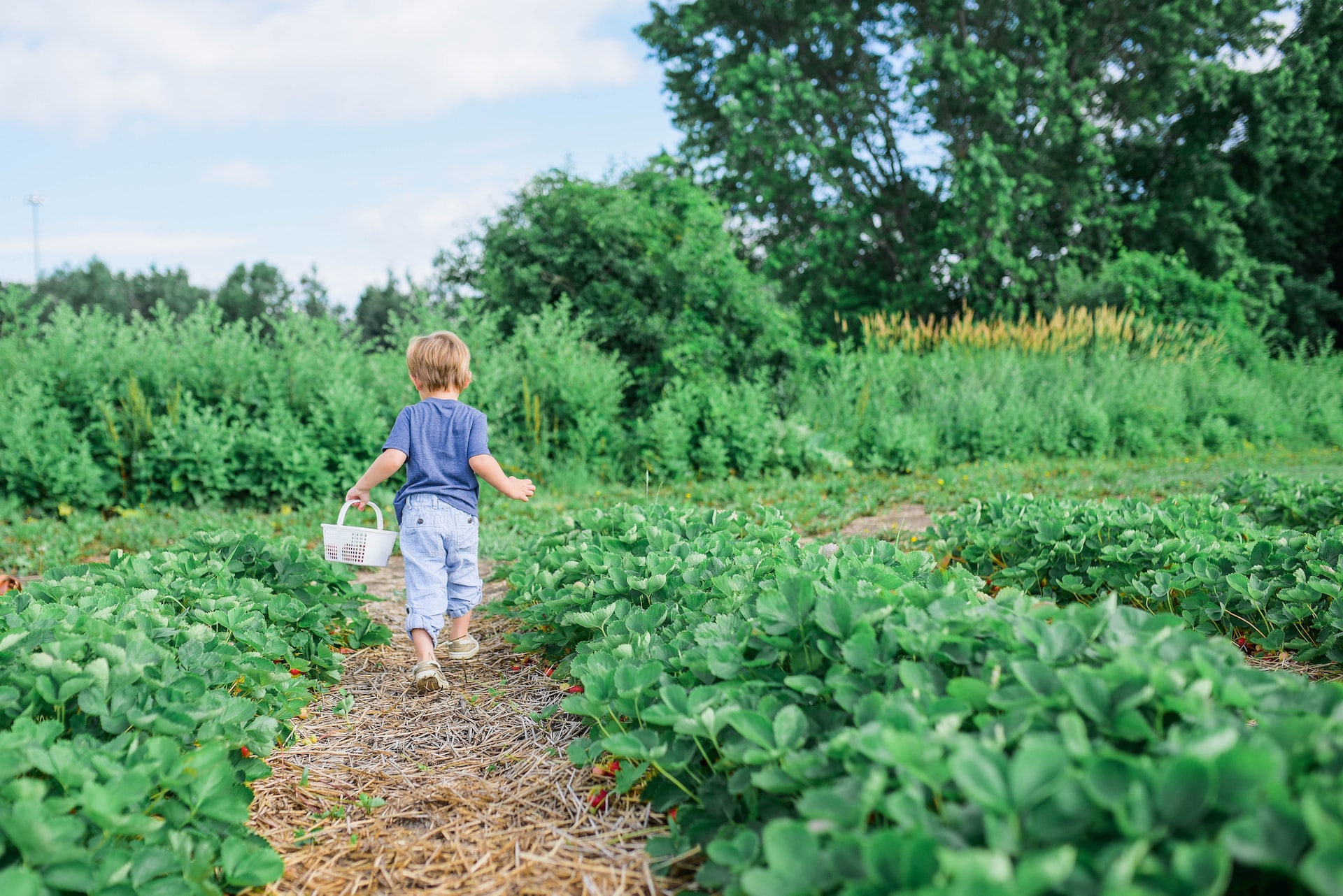 a little boy in a garden to represent gardening with children