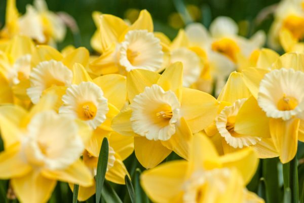 Daffodils to represent st davids day